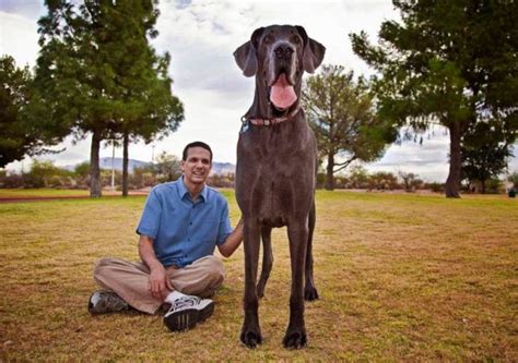maior cachorro do mundo - fotos do mamonas assassínas